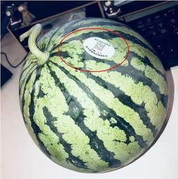 介休吃瓜网红,揭秘当地美食文化新风尚